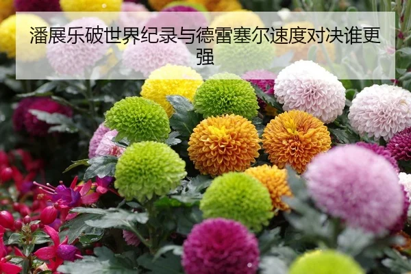 潘展乐破世界纪录与德雷塞尔速度对决谁更强